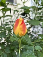IMG_2120.jpeg