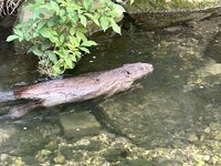 IMG_2140.jpeg