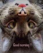 Guten Morgen e6b34c.jpg