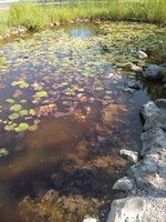 IMG_20250606_164442_HDR.jpg