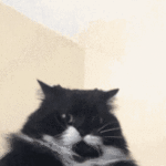1750253645878.gif