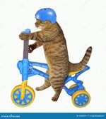 katze-einem-sturzhelm-auf-fahrrad-122036411.jpg