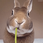1000042825.gif