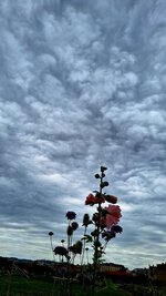 20250723_111154(1).jpg