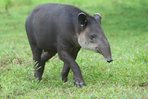 $tapir02.jpg