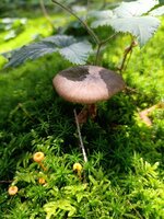 IMG_20250730_134618.jpg