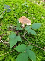IMG_20250730_134110.jpg