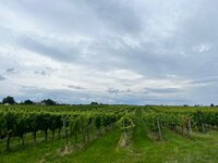 IMG_4140.jpeg