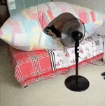 21618ffcf6364a7d7b7dd22d73987ed95505-ezgif.com-optimize.gif