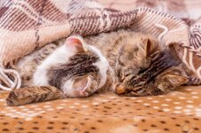 155594503-two-cats-sleep-in-bed-covered-with-a-blanket-sweet-dream.jpg