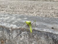 IMG_6065.jpeg