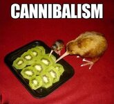 feathery cannibals.jpg