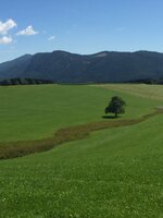 Grüne Felder.JPG