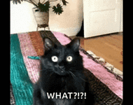 1758472532697.gif