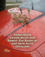 Baum.jpg