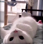 _.com-crop.gif