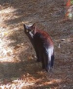 schwarze Katze 1125.jpg