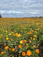 IMG_4972.jpeg