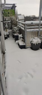 IMG_20251123_082658.jpg