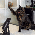1763896181464.gif
