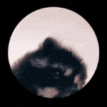 1764369582846.gif