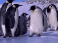 penguin-slide.gif