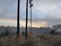 IMG_20251116_155053.jpg