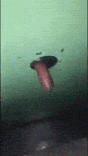 46389ae0.gif