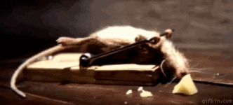 1266860156_mouse_benchpressing_trap.gif 1266860156_mouse_benchpressing_trap.gif