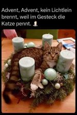 Advent die Katze pennt.jpg