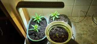 Pfirsich001.jpeg Pfirsich001.jpeg