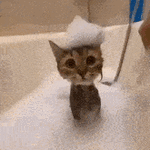 wet-cat.gif