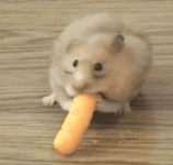 20251226_091932.gif