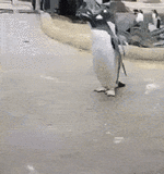 54MSqM-ezgif.com-optimize.gif 54MSqM-ezgif.com-optimize.gif