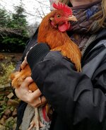 Kuscheln-mit-Huhn.jpg