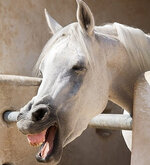 lachendes pferd.jpg lachendes pferd.jpg