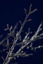 DSC_3720.jpg