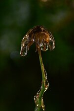 DSC_3862.jpg