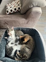 IMG_0954.jpeg