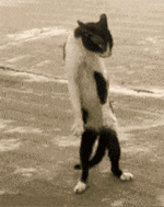 IMG_0955.gif