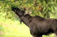 bachner-fritz-elch-16.9.25-blaetter.jpg bachner-fritz-elch-16.9.25-blaetter.jpg