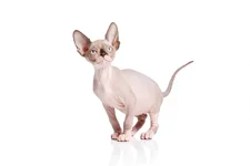 sphynx-katze-haarlos-portrait.webp