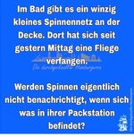 spinnen.jpg