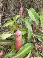 Nepenthes Holdenii 1.jpg