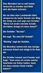 schafe.jpg