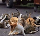 Cat Yoga.jpg