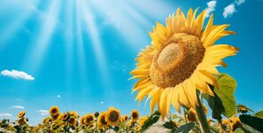 4 Jahre ist gleich 1461 Tage.jpg