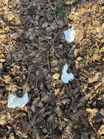 IMG_2312.jpeg