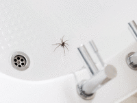 aufmacher-spinne-fernhalten-gettyimages-484494604.gif