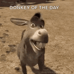 eşek.gif